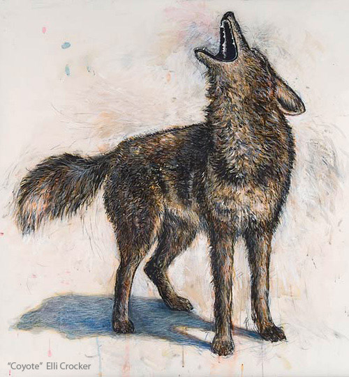 Coyote - Elli Crocker