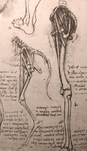 leonardo-da-vinci-anatomy.2